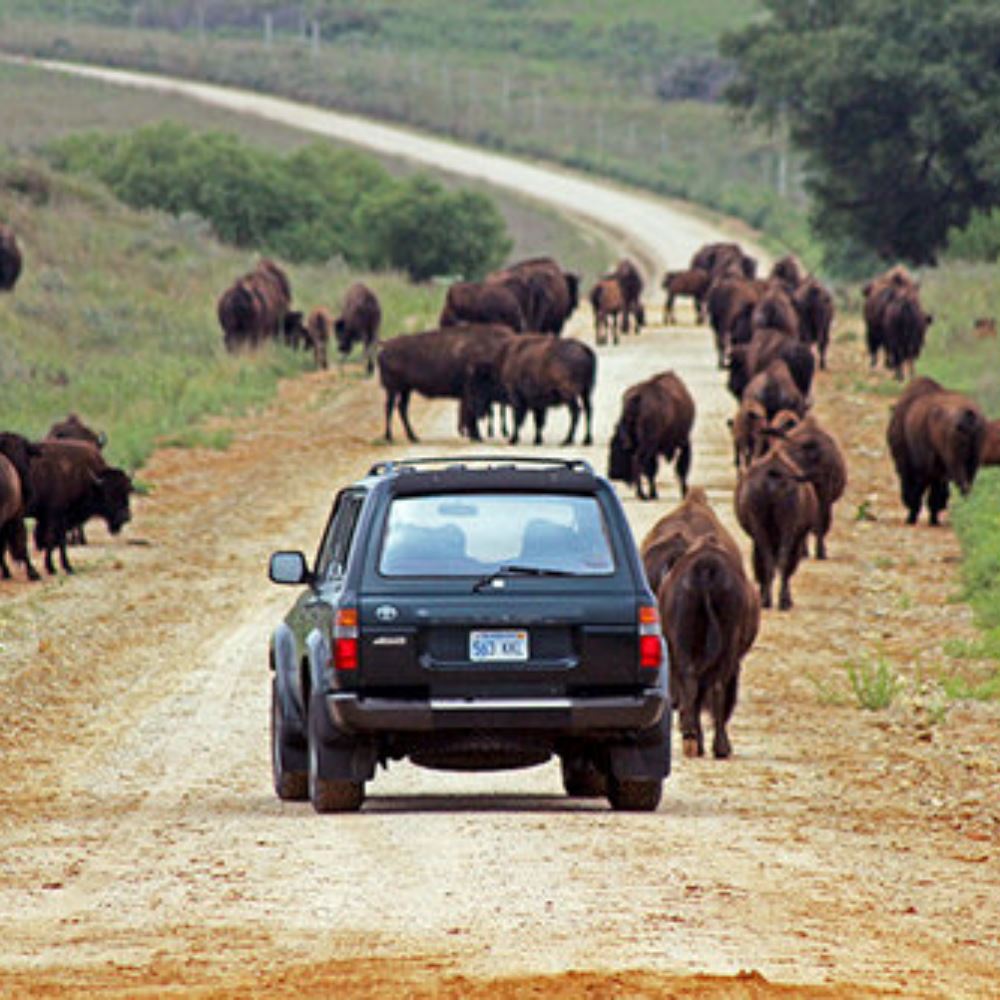 Running With the Bison