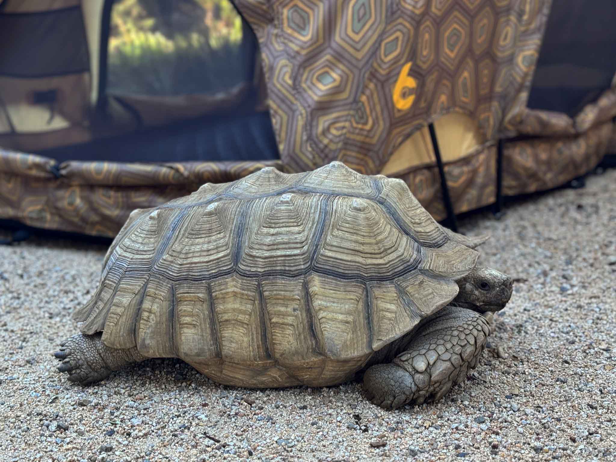 REV RACK TENT (shellter)